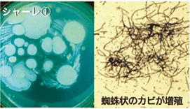 雑菌 未活用クロス